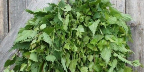 Metla od koprive za kupanje: koristi i štete